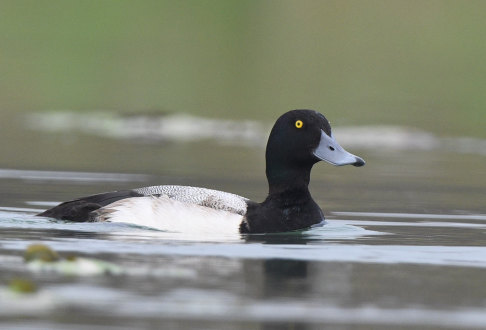 Greater Scaup - ML541758361
