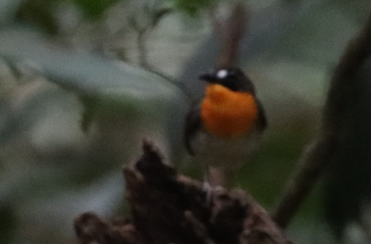 Orange-breasted Forest Robin - ML541758851