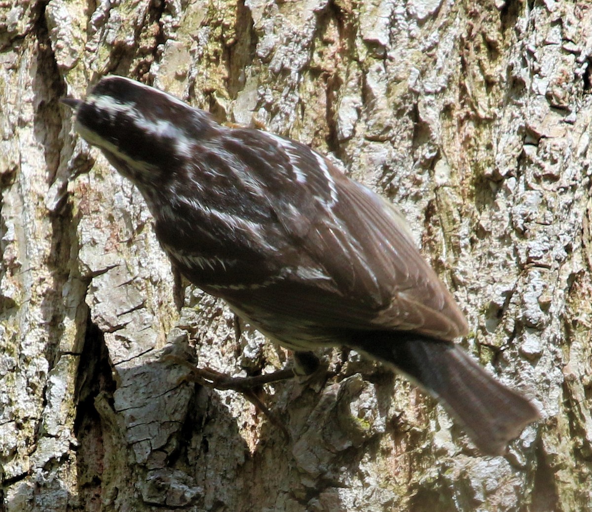 Black-and-white Warbler - ML541761641