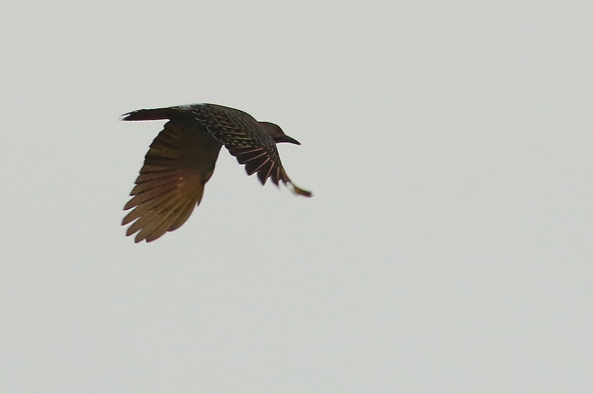 Northern Flicker (Yellow-shafted) - ML54176241