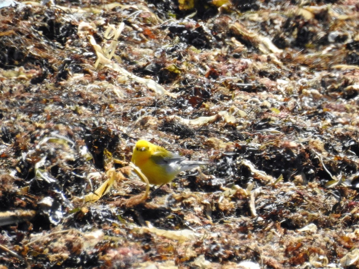 Prothonotary Warbler - ML54177241