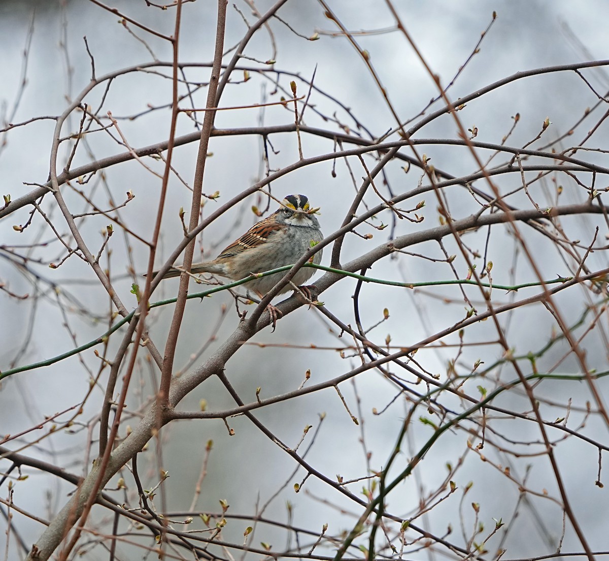 White-throated Sparrow - ML541779271