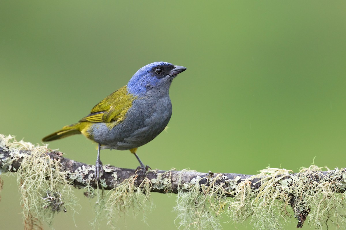 Blue-capped Tanager - ML541781351