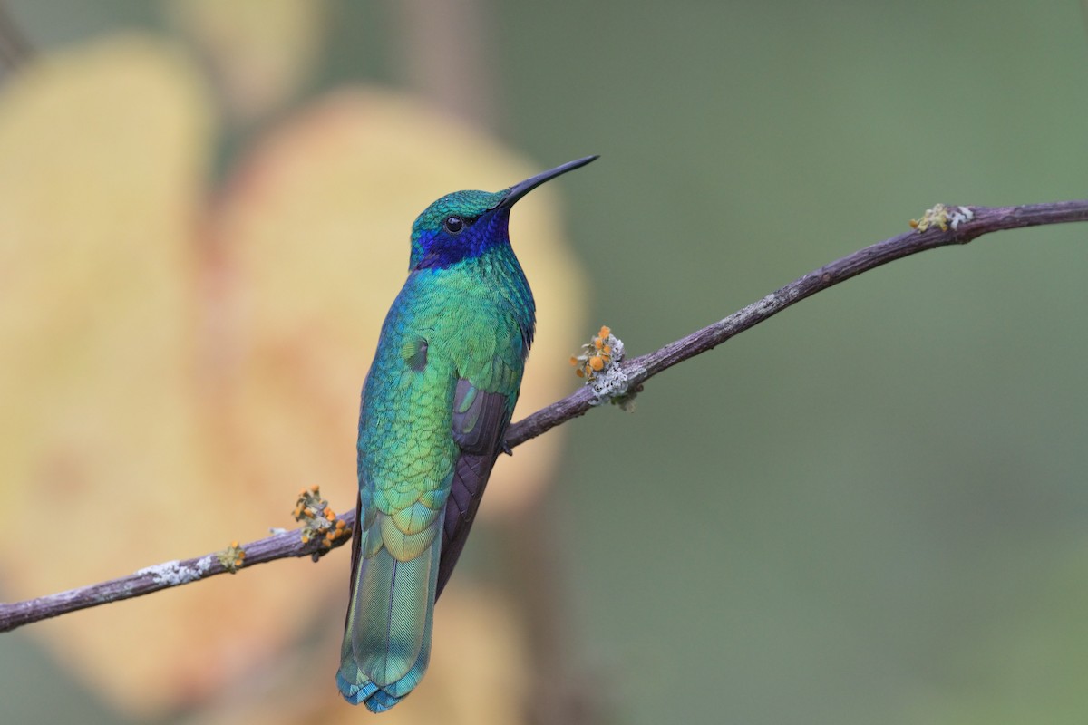 kolibřík modrolící - ML541781421