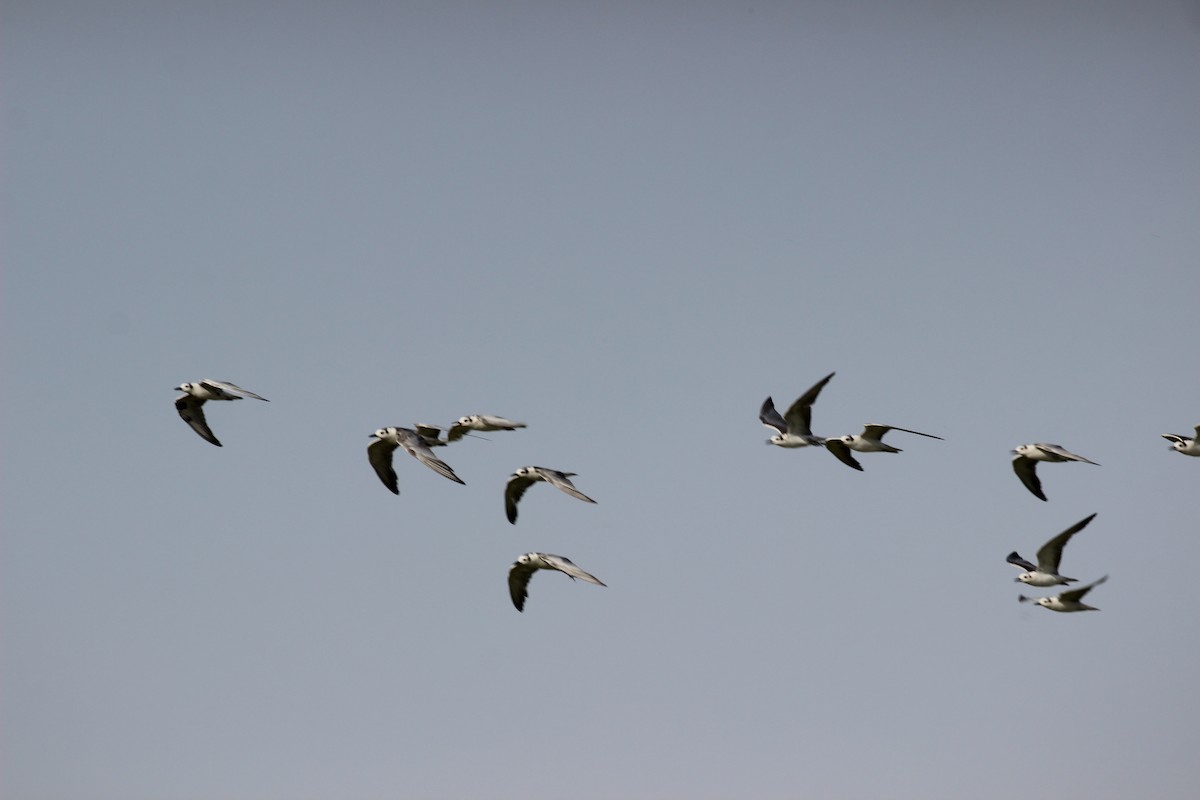 White-winged Tern - ML541782141
