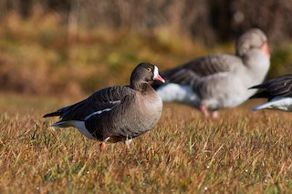 Lesser White-fronted Goose, ML541788751