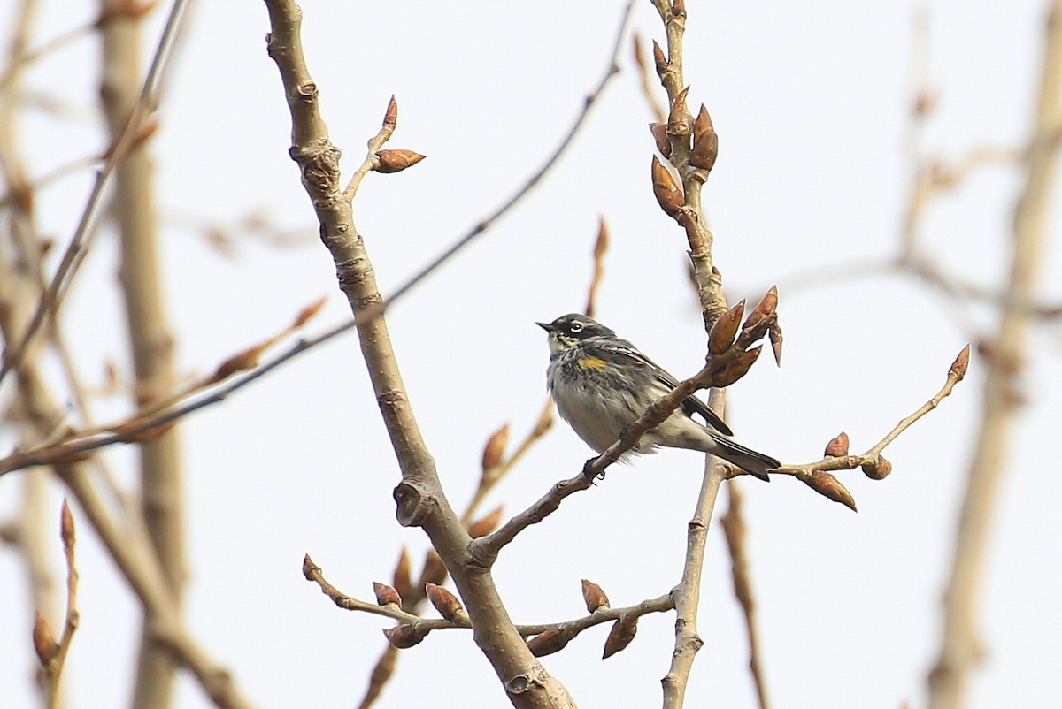 Yellow-rumped Warbler (Myrtle) - ML54178941