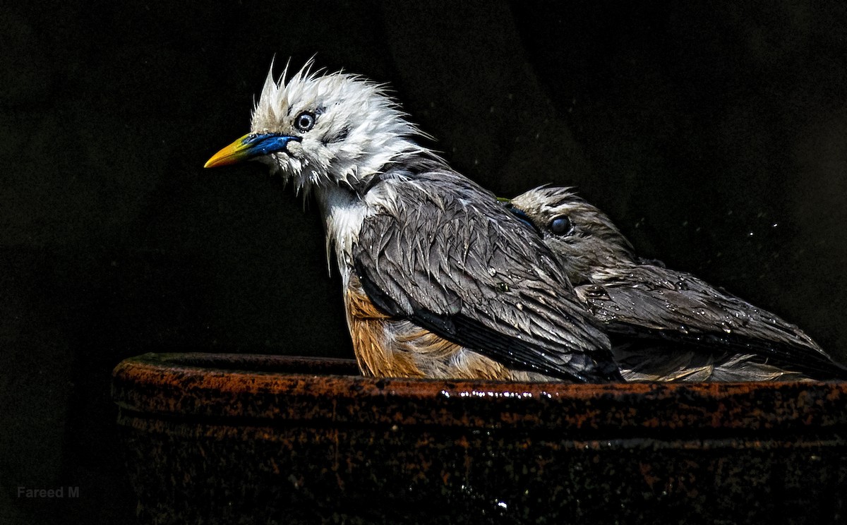 Malabar Starling - ML541791701