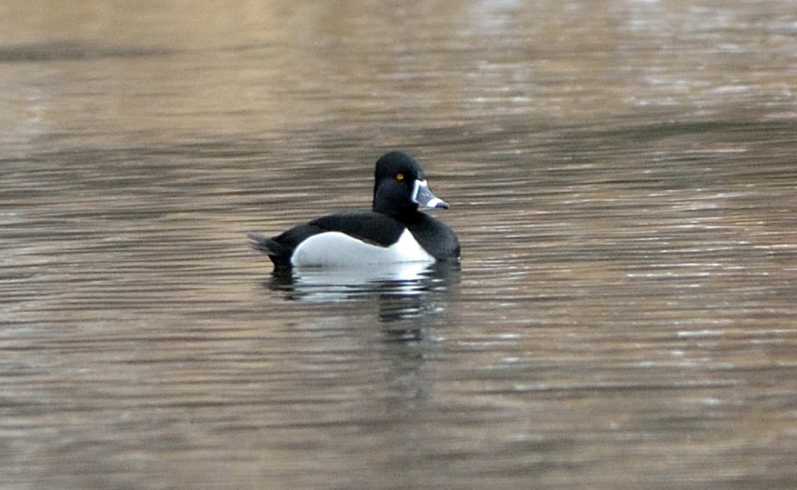 Ring-necked Duck - Woody Gillies