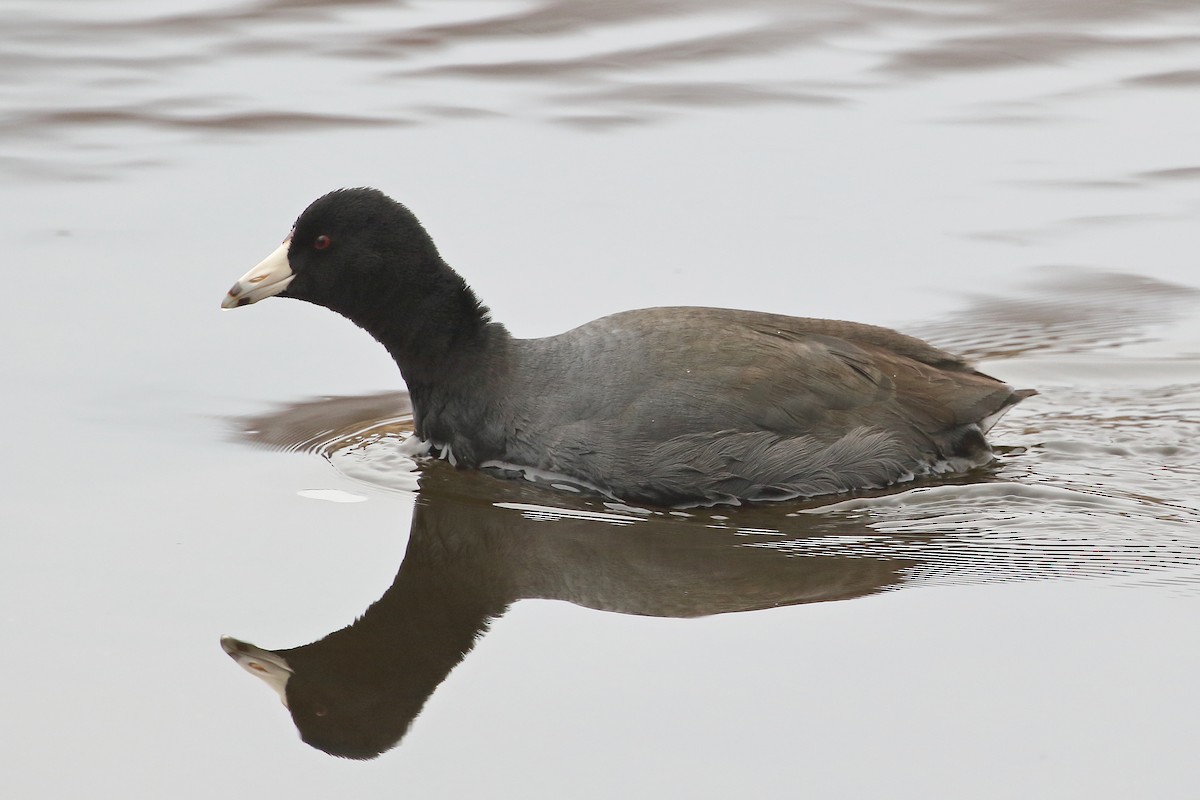 American Coot (Red-shielded) - ML541799661