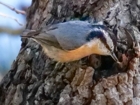 Red-breasted Nuthatch - Roger Horn
