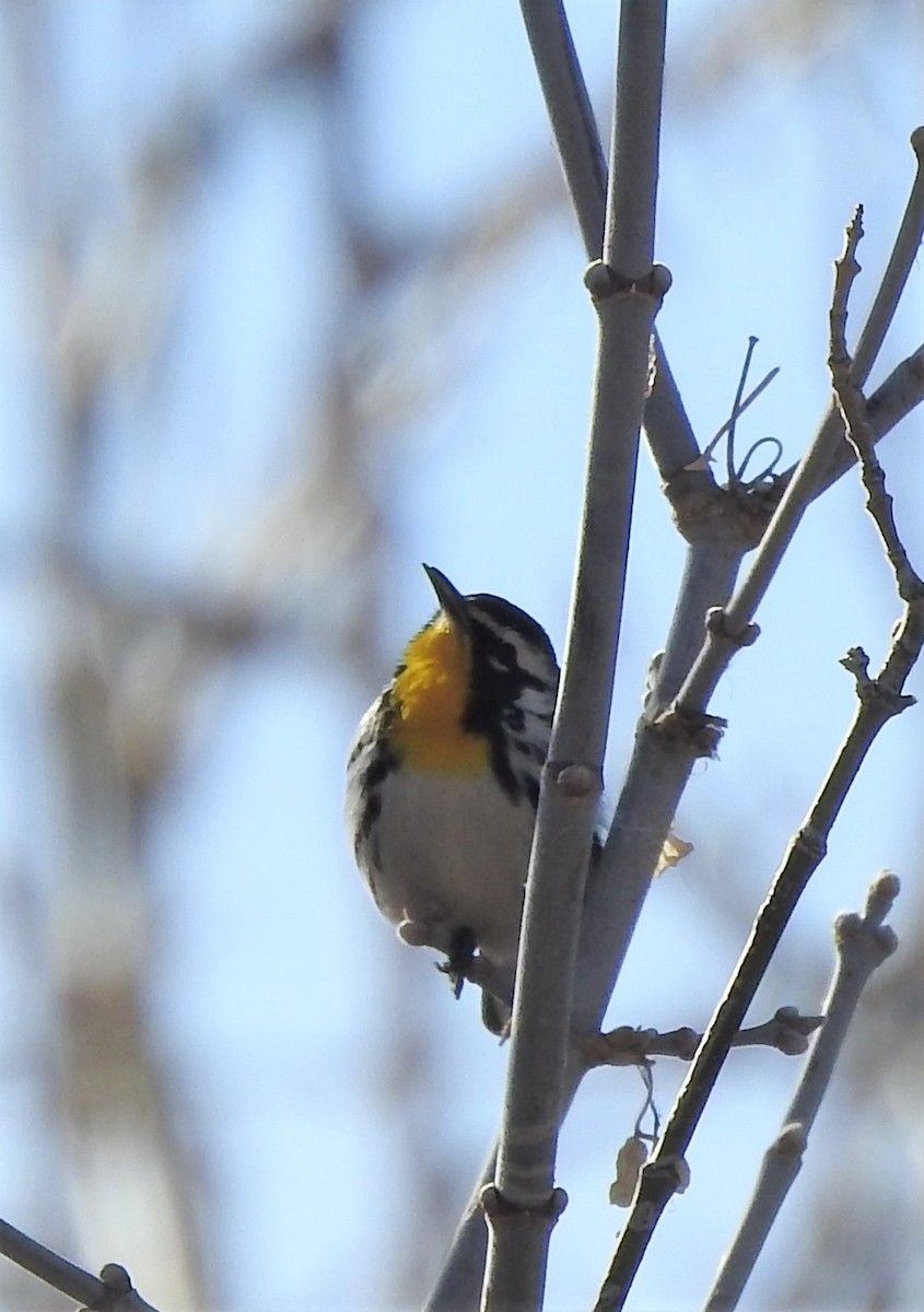 Yellow-throated Warbler - ML541803581