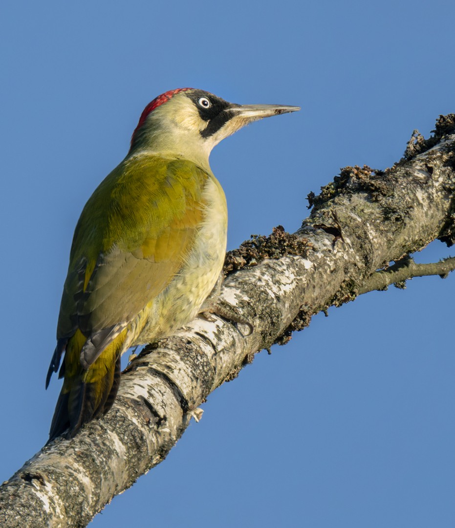 Eurasian Green Woodpecker (Eurasian) - ML541805571