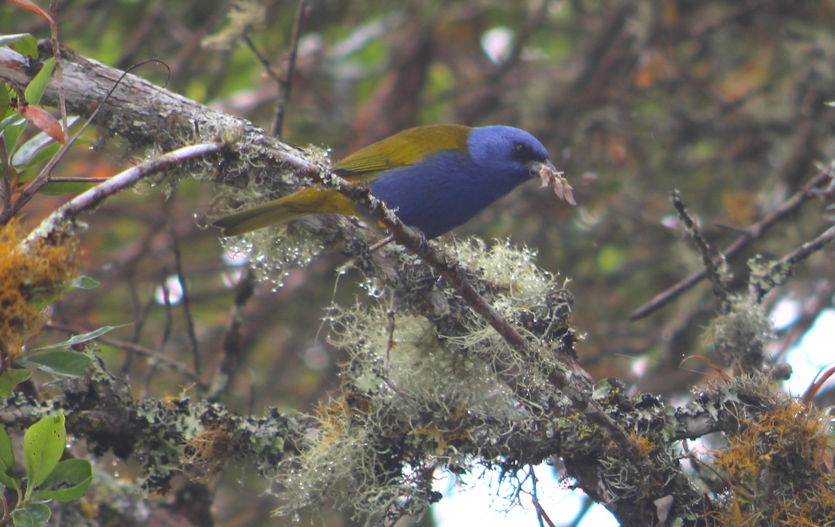Blue-capped Tanager - ML541807651