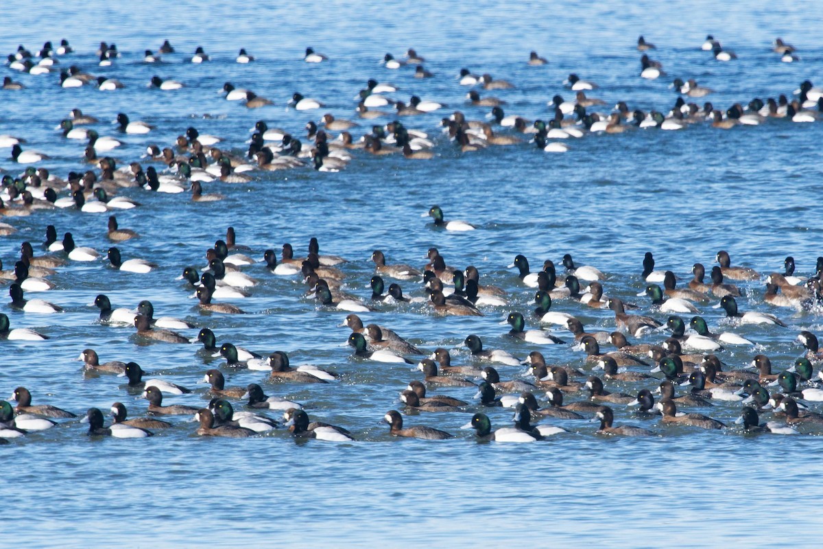 Greater/Lesser Scaup - ML541807851