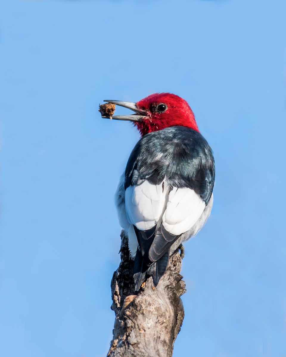 Red-headed Woodpecker - Nic Allen