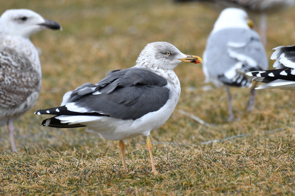 Lesser Black-backed Gull - ML541810881