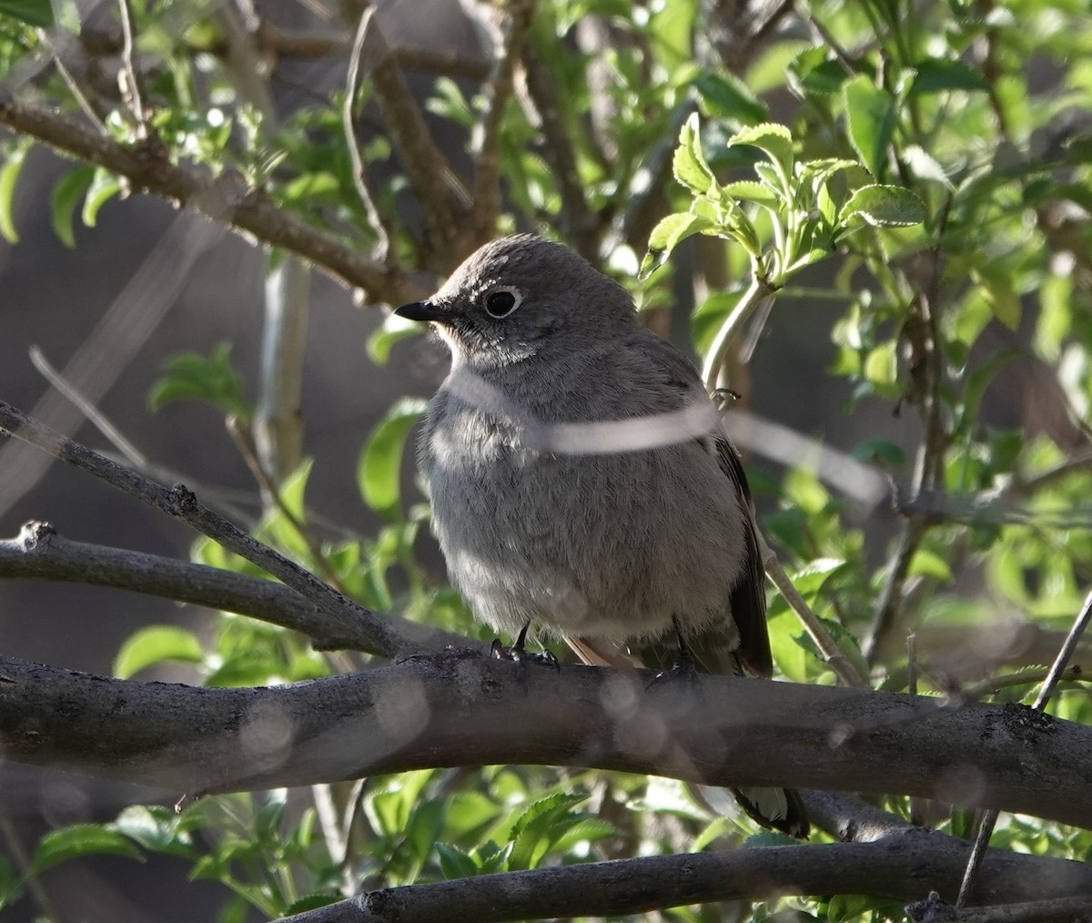 Townsend's Solitaire - ML541812551