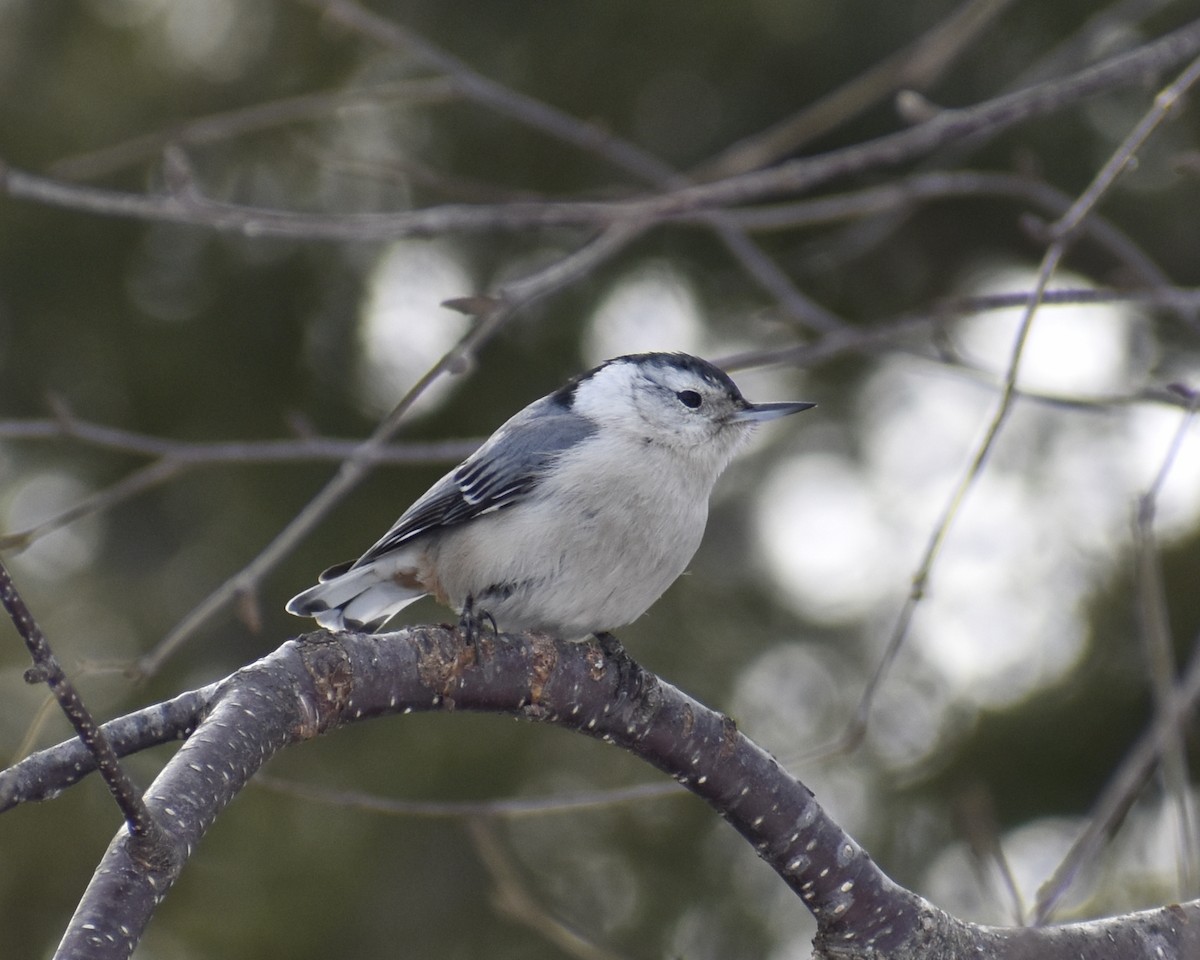 White-breasted Nuthatch - ML541814231