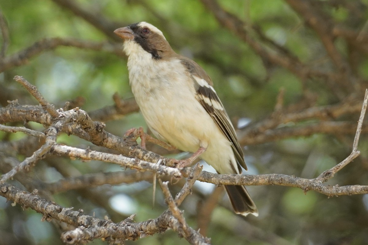 White-browed Sparrow-Weaver (White-breasted) - ML541815231