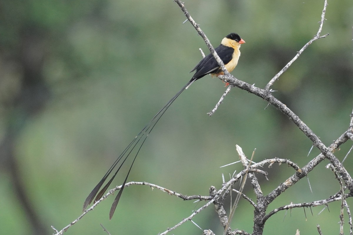 Shaft-tailed Whydah - Keith Wickens