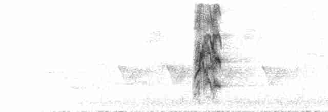  - White-cheeked Starling