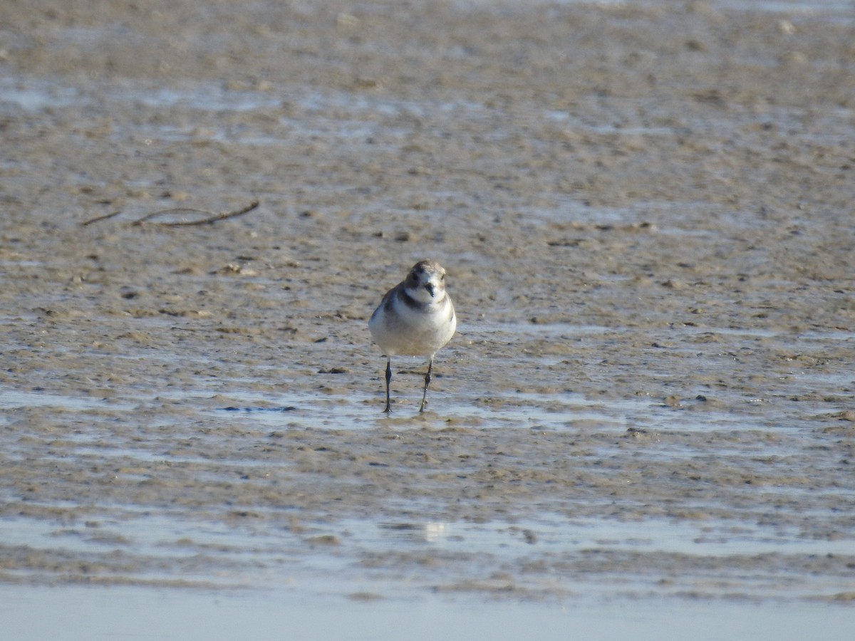 Two-banded Plover - ML541821871