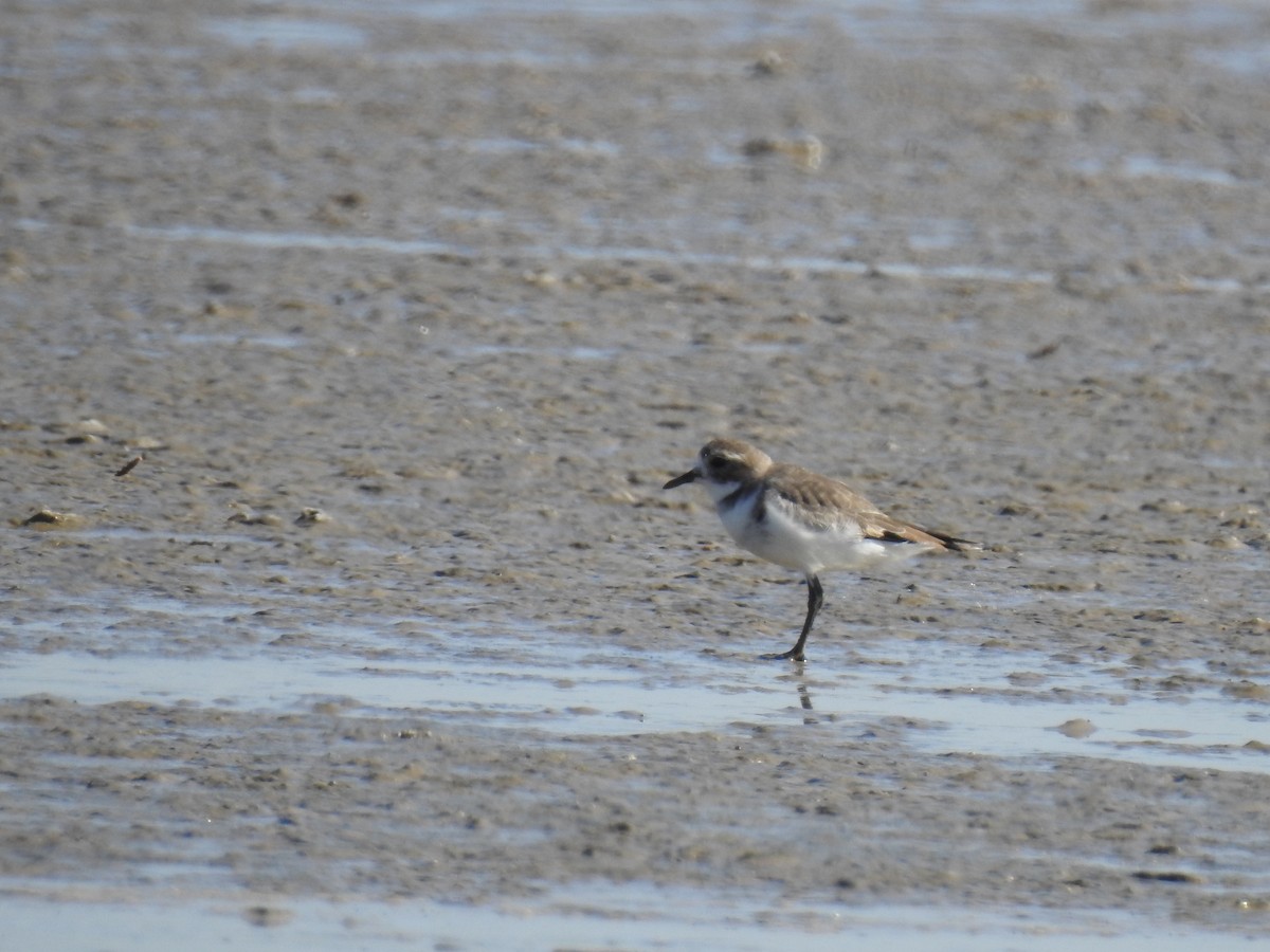 Two-banded Plover - ML541821881