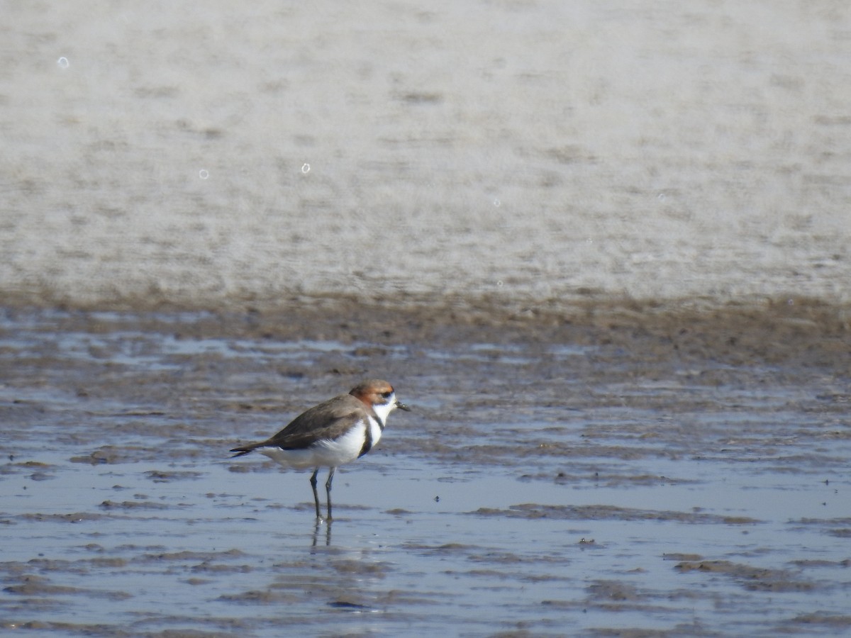 Two-banded Plover - ML541821901