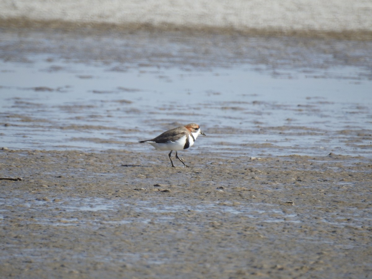 Two-banded Plover - ML541821911