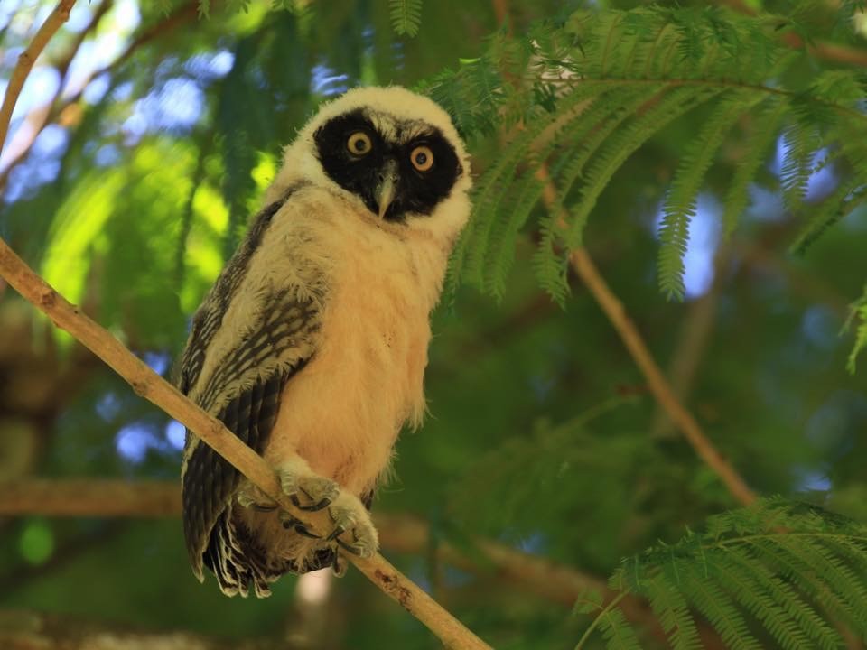 Spectacled Owl - Janet Kelly