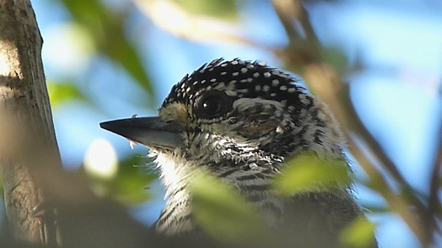 White-barred Piculet - ML541826171