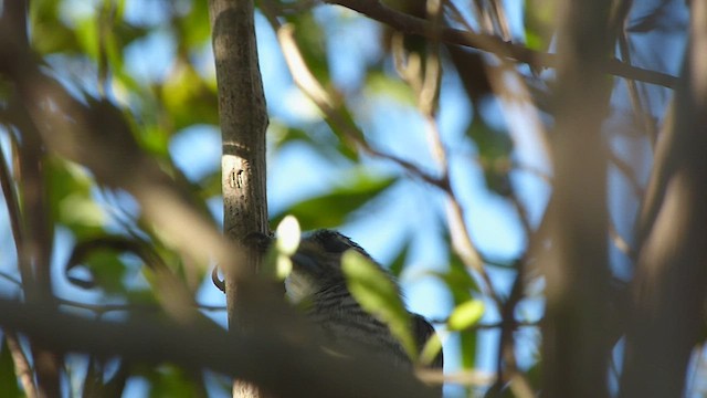 White-barred Piculet - ML541826271
