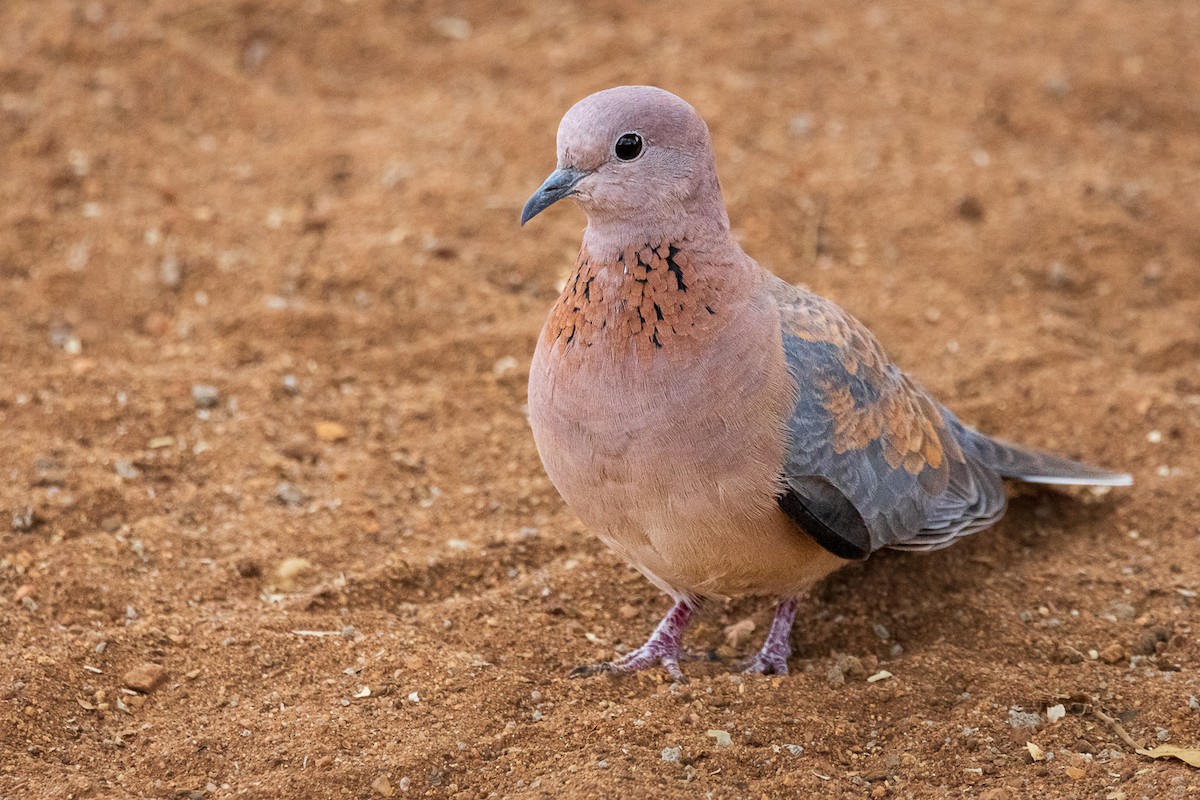 Laughing Dove - ML541828091