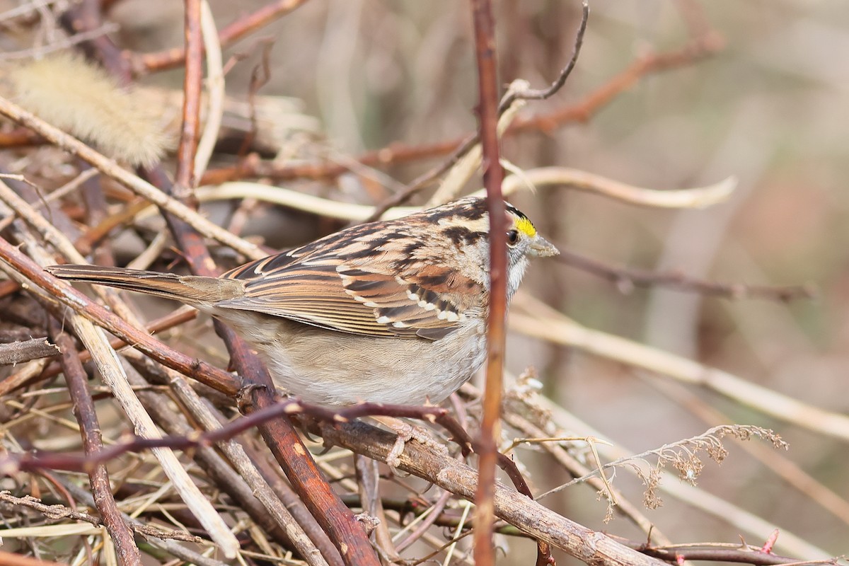 White-throated Sparrow - ML541830471