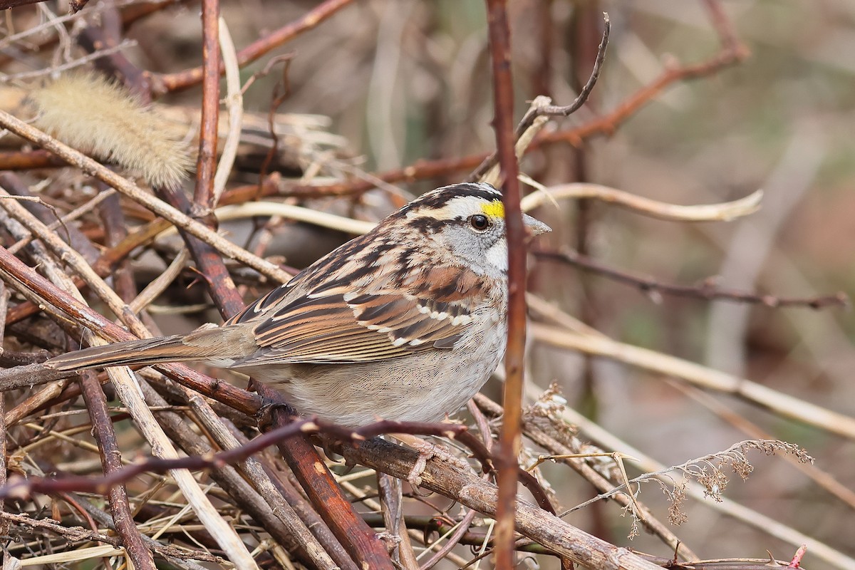 White-throated Sparrow - ML541830481