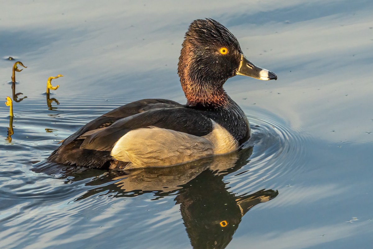 Ring-necked Duck - ML541833311