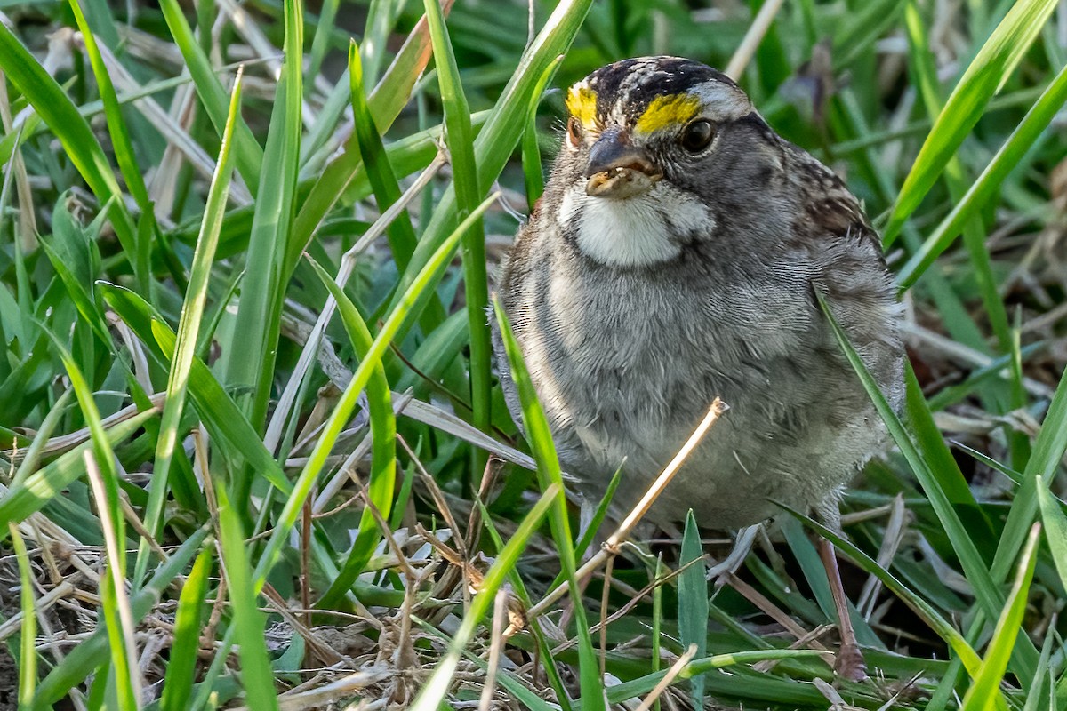 White-throated Sparrow - ML541836201