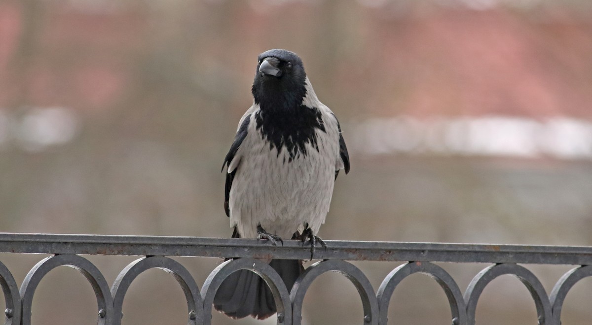 Hooded Crow - ML54183641