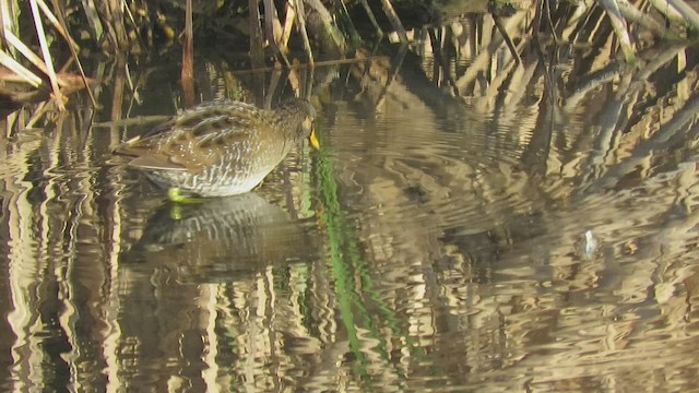 Spotted Crake - ML541842431