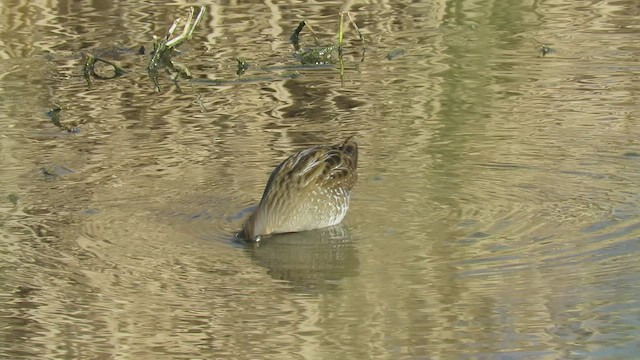 Spotted Crake - ML541842461