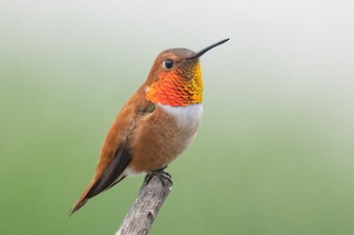 Rufous Hummingbird