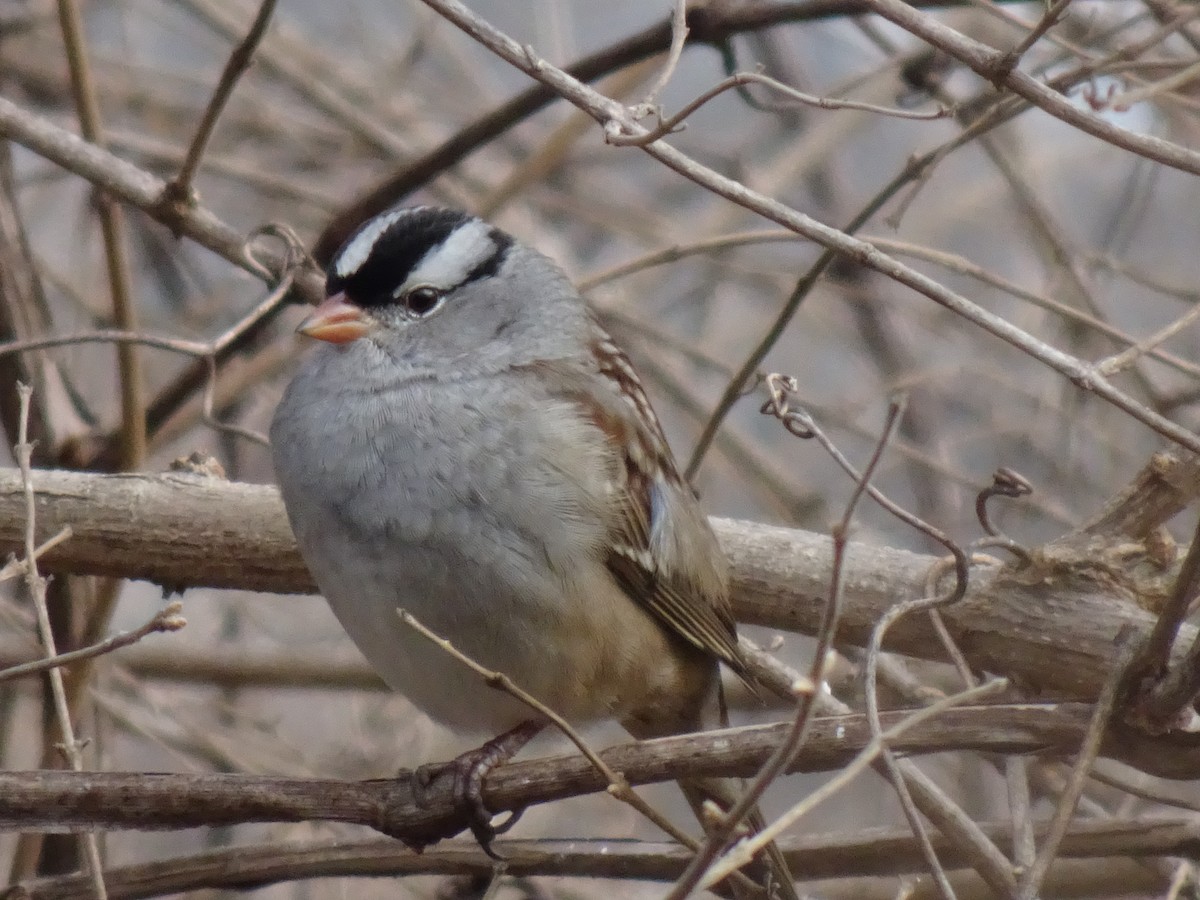 White-crowned Sparrow - ML541843091