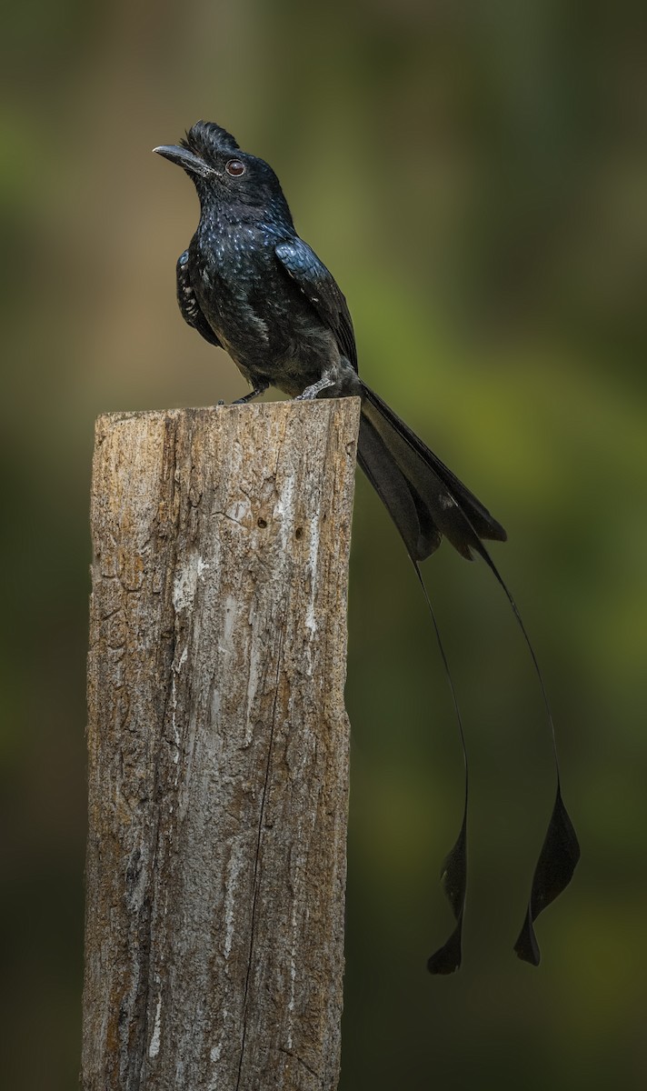 Greater Racket-tailed Drongo - ML541851661