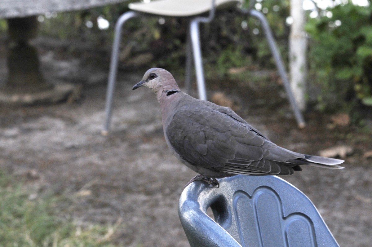 Red-eyed Dove - ML541855891
