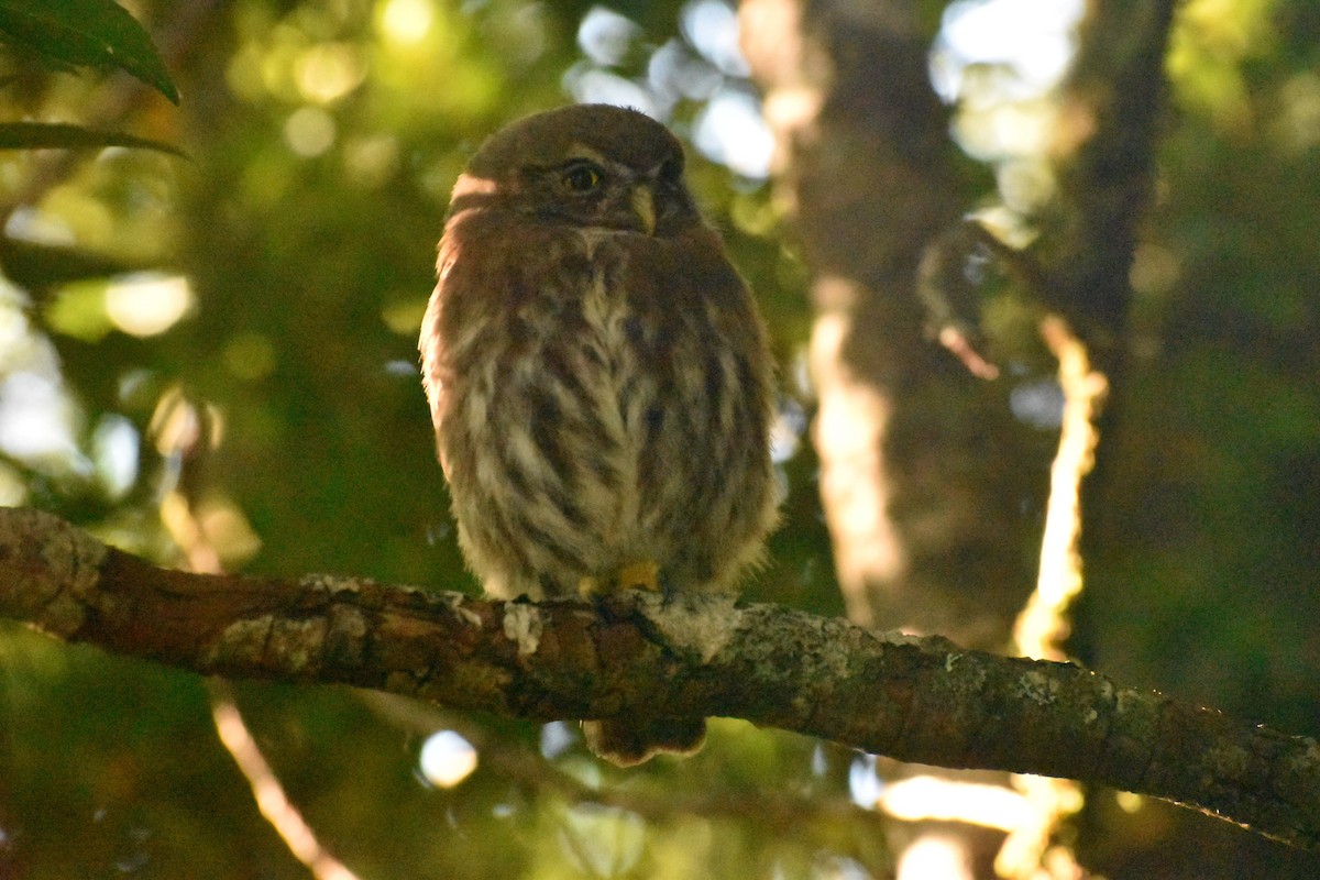 Austral Pygmy-Owl - ML541856261