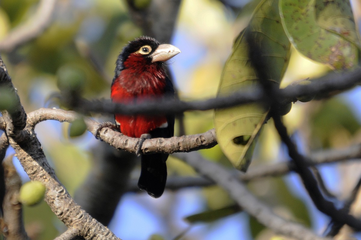 Double-toothed Barbet - ML541857061
