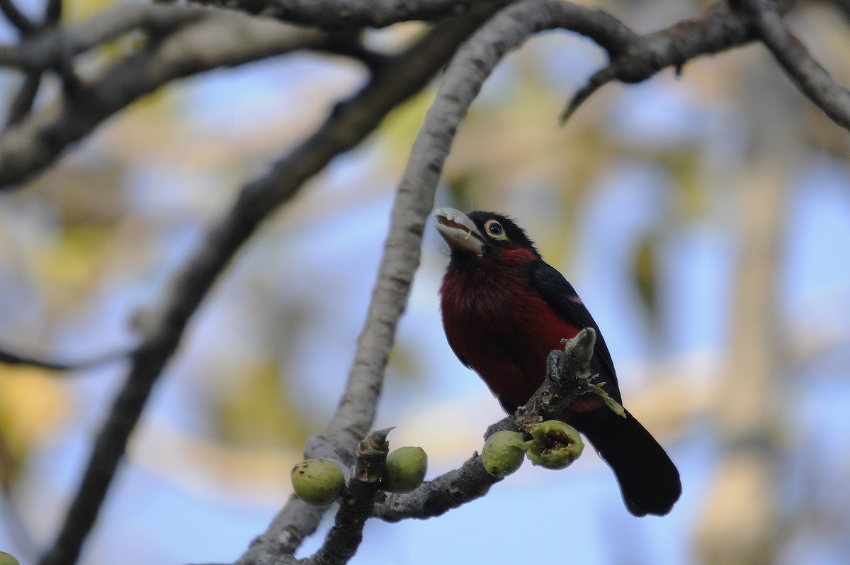 Double-toothed Barbet - ML541857321