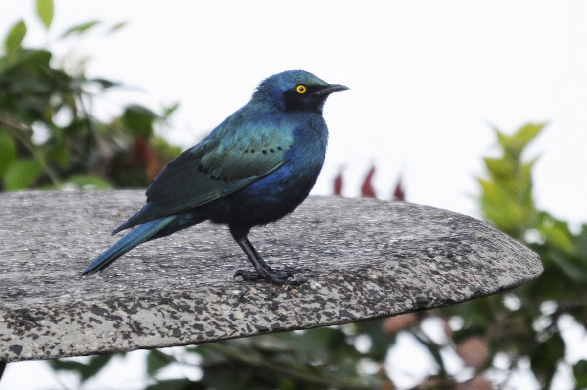 Greater Blue-eared Starling - ML541858281