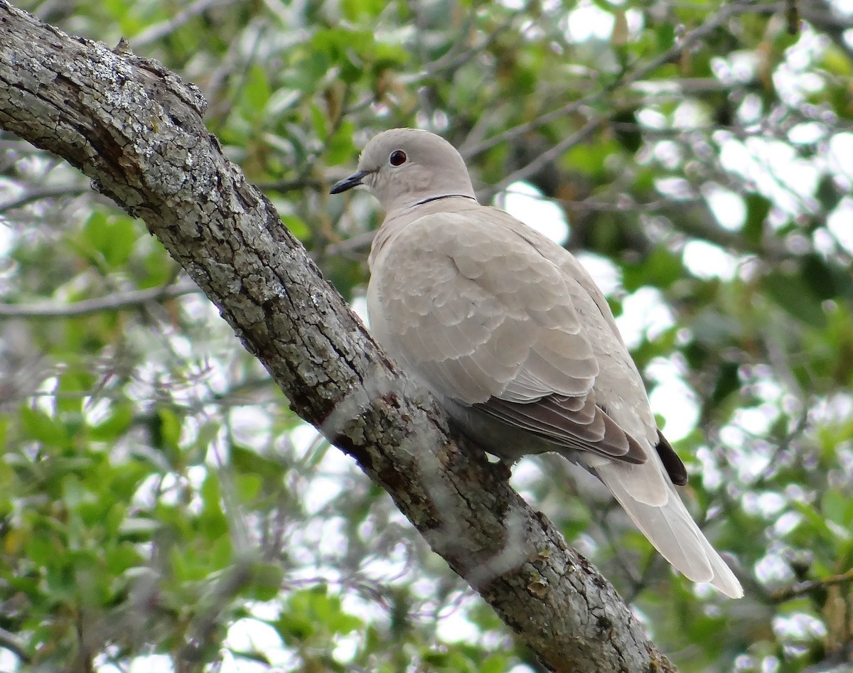Eurasian Collared-Dove - ML54186411